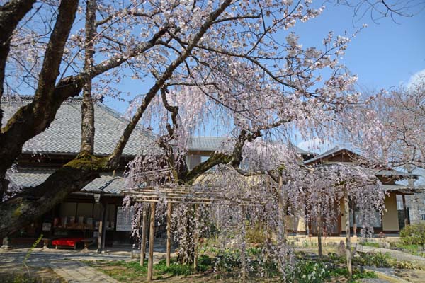 枝垂れ桜めぐり　　　つくば市　（慶龍寺・宝蔵寺・一乗院）_f0147025_16402333.jpg