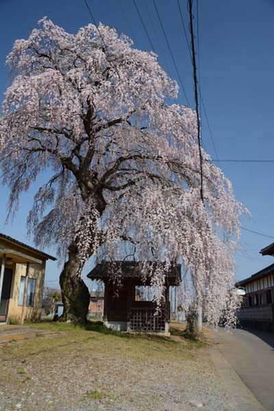 枝垂れ桜めぐり　　　つくば市　（慶龍寺・宝蔵寺・一乗院）_f0147025_16532112.jpg