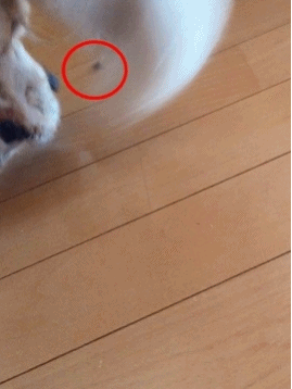 f0326925_22421047.gif