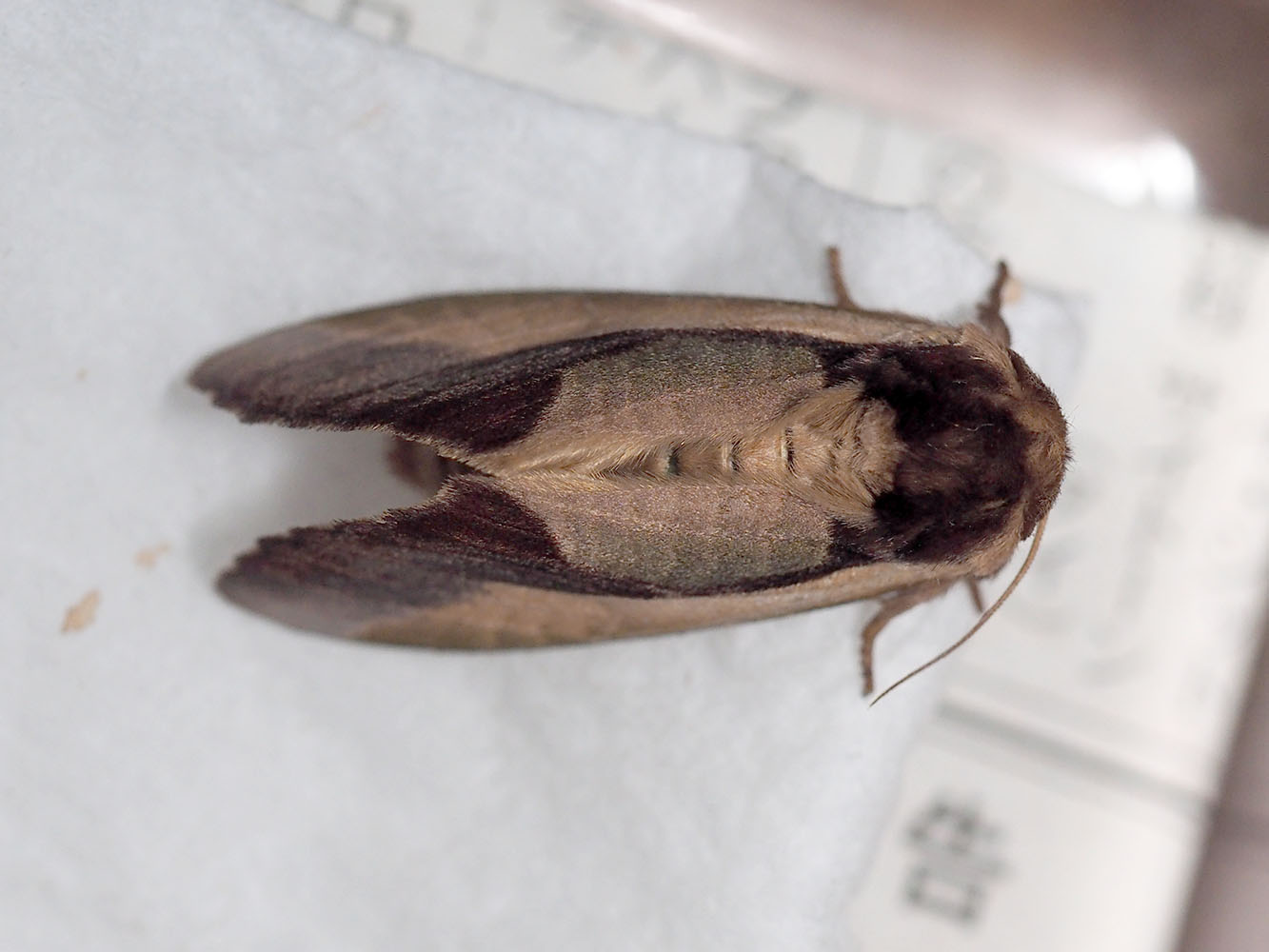 ムラサキシャチホコの羽化 オヤヂのご近所仲間日記 ムラサキシャチホコの羽化 オヤヂのご近所仲間日記