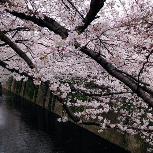 目黒川にお花見に。_a0026127_1484985.jpg