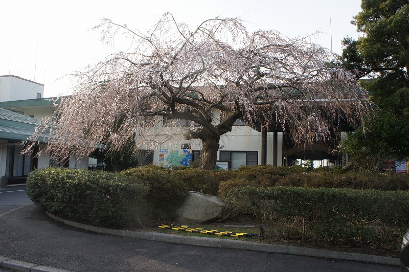 枝垂れ桜　2015.3.30_e0046527_7343023.jpg