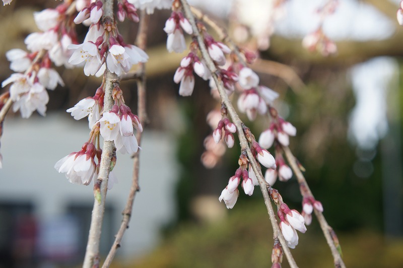 枝垂れ桜　2015.3.30_e0046527_7345078.jpg