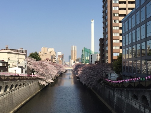 目黒川の桜　2015_f0234628_16511554.jpg