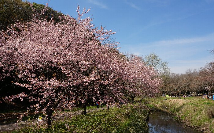 ふれあいの森の桜_e0021129_14531892.jpg