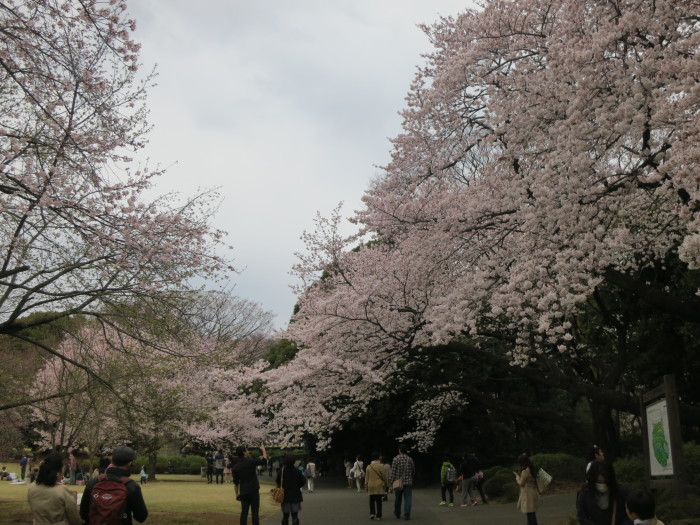 2015年高庵主催@新宿御苑花見_a0019032_18061346.jpg