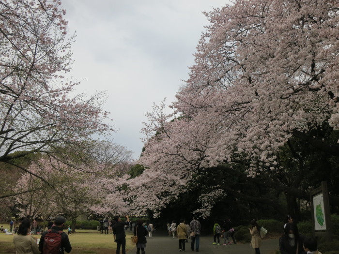 2015年高庵主催＠新宿御苑花見_a0019032_18061346.jpg