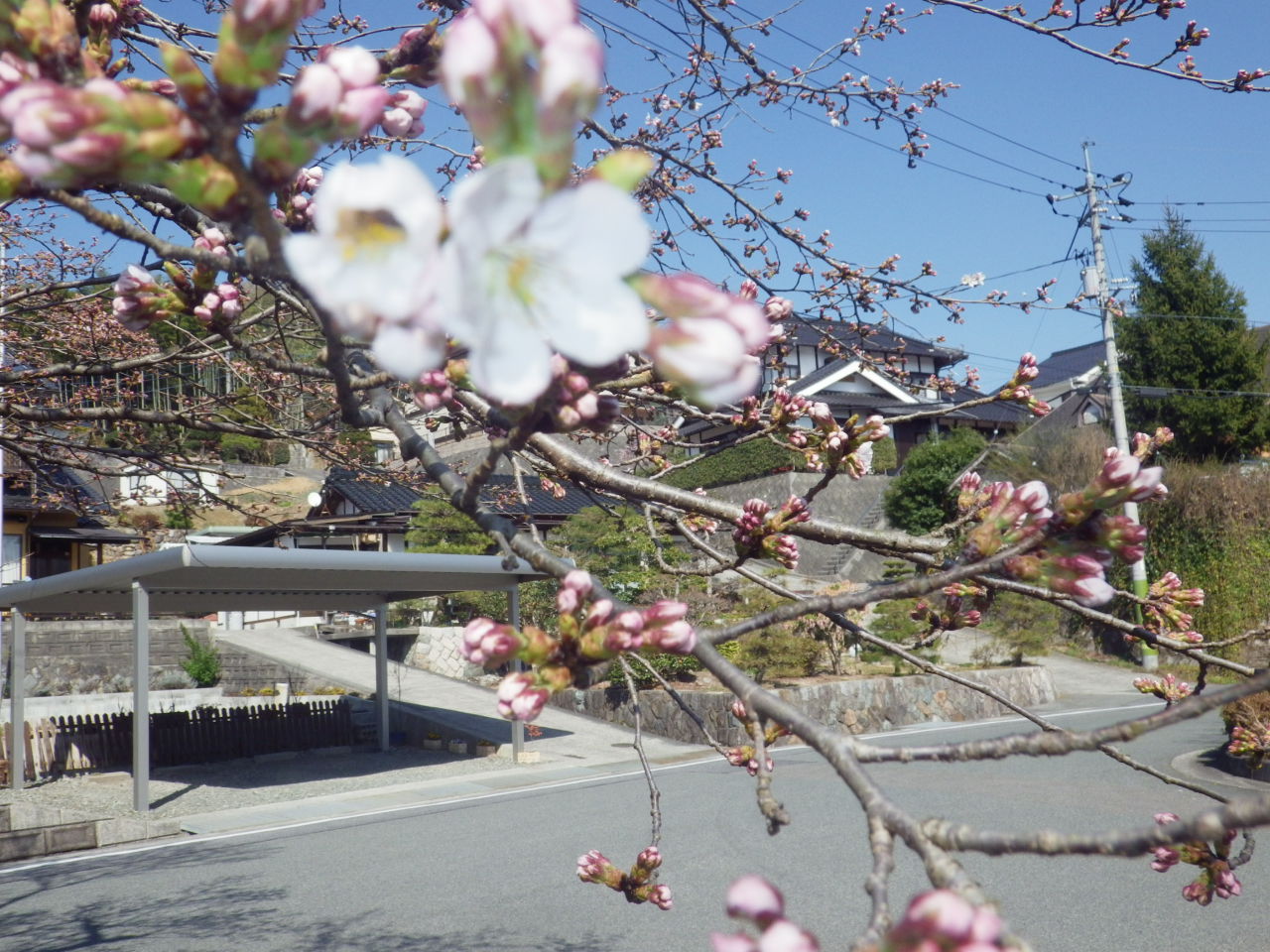 庄原上野池公園の桜ももうすぐ開きそうです。_c0300035_1661170.jpg