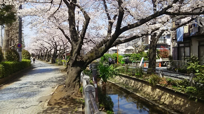 呑川親水公園(世田谷区)(3月30日)_e0213636_1241255.jpg