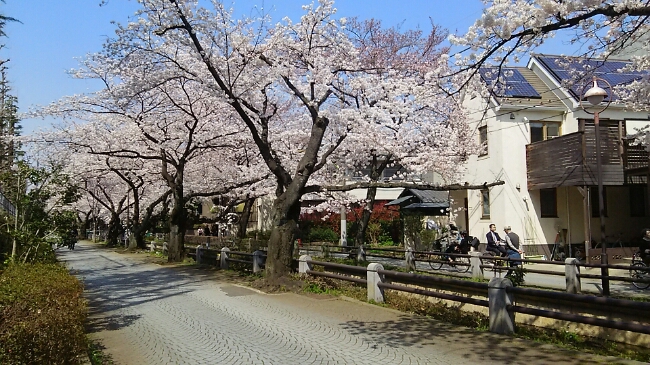 呑川親水公園(世田谷区)(3月30日)_e0213636_1254387.jpg