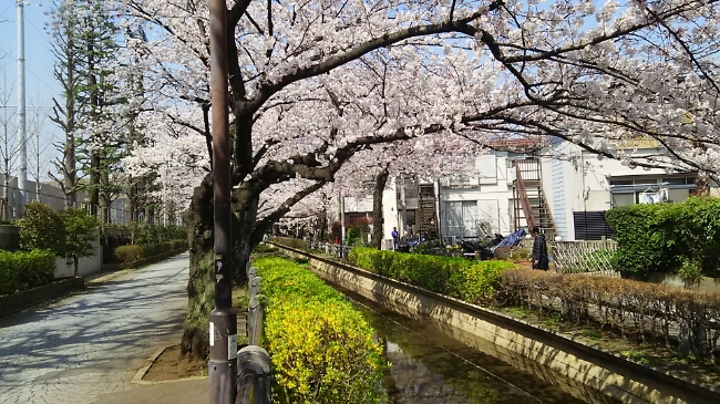 呑川親水公園(世田谷区)(3月30日)_e0213636_125535.jpg