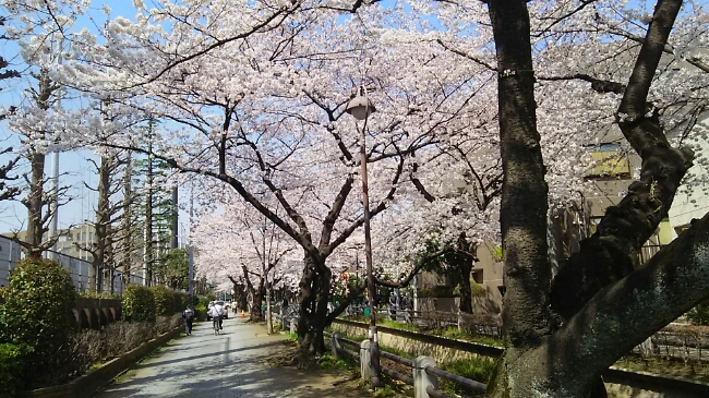 呑川親水公園(世田谷区)(3月30日)_e0213636_1263264.jpg