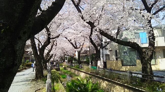 呑川親水公園(世田谷区)(3月30日)_e0213636_1292652.jpg