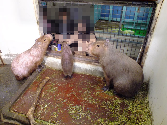3月21日のカピバラふれあい広場 その1_a0179837_19463297.jpg