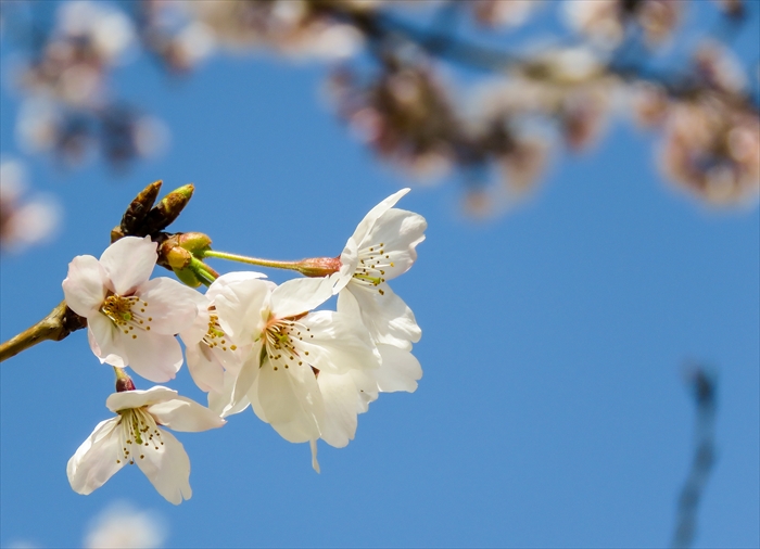 桜の季節になりました_b0242140_22154166.jpg