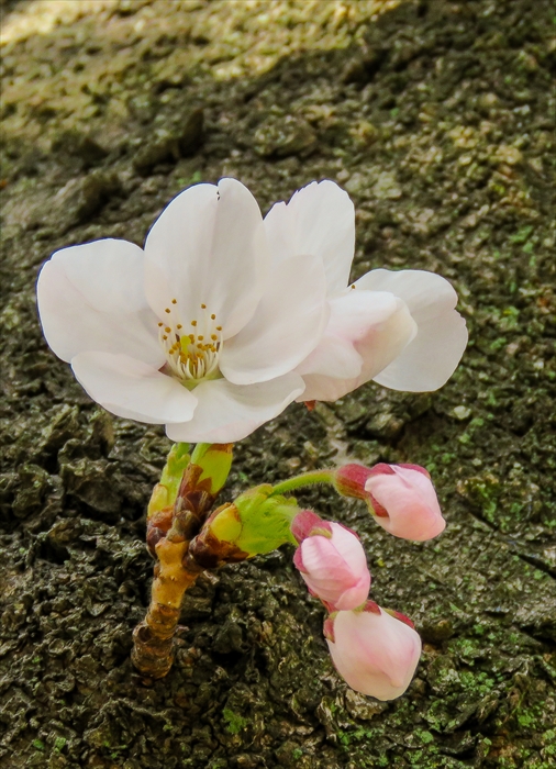 桜の季節になりました_b0242140_22163994.jpg