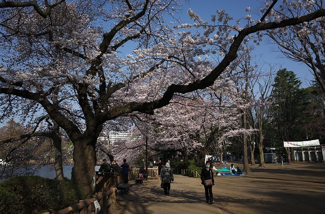 井の頭公園さくら日記 (7) #RICOH #GR #SILKYPIX #吉祥寺 #さくら #花見_a0009142_21094928.jpg