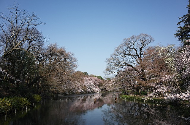 井の頭公園さくら日記 (7) #RICOH #GR #SILKYPIX #吉祥寺 #さくら #花見_a0009142_21095765.jpg