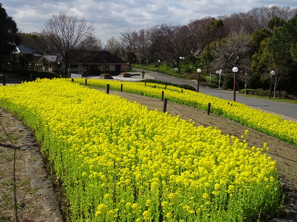 鶴見緑地は花盛り_b0299042_10484761.jpg