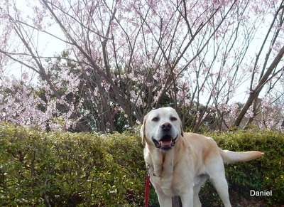 ワンコと神社に参拝_a0142343_1195680.jpg