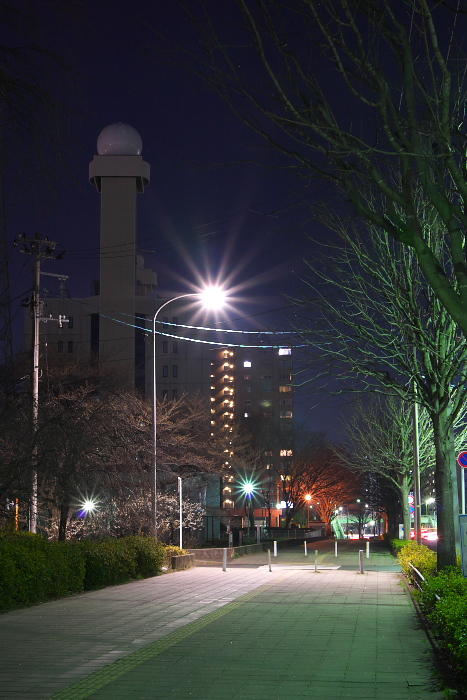 仙台管区気象台の梅の標準木　１_c0180845_2194584.jpg