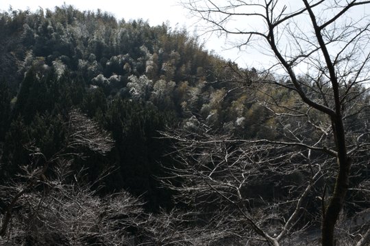c0093046_8465525.gif