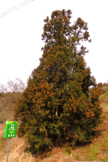 c0093046_8471038.gif
