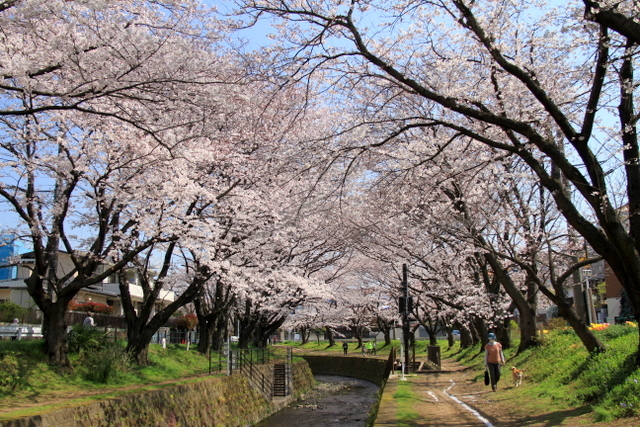 引地川千本桜_b0154148_20230988.jpg