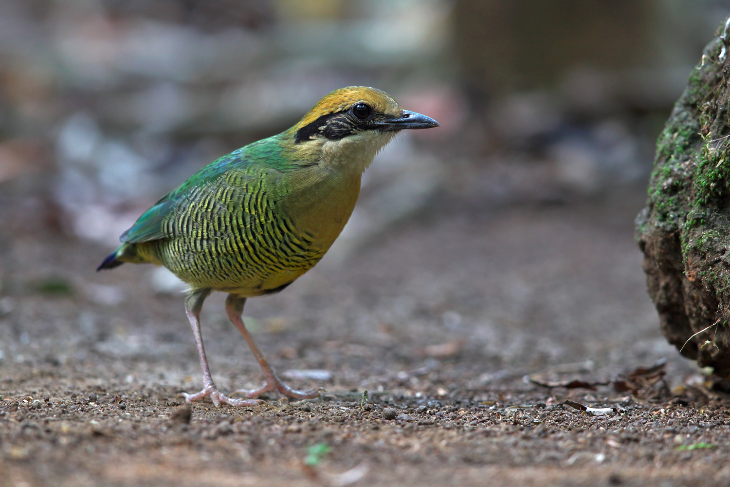 ミドリシマヤイロチョウ　Bar-bellied Pitta_d0013455_2046538.jpg