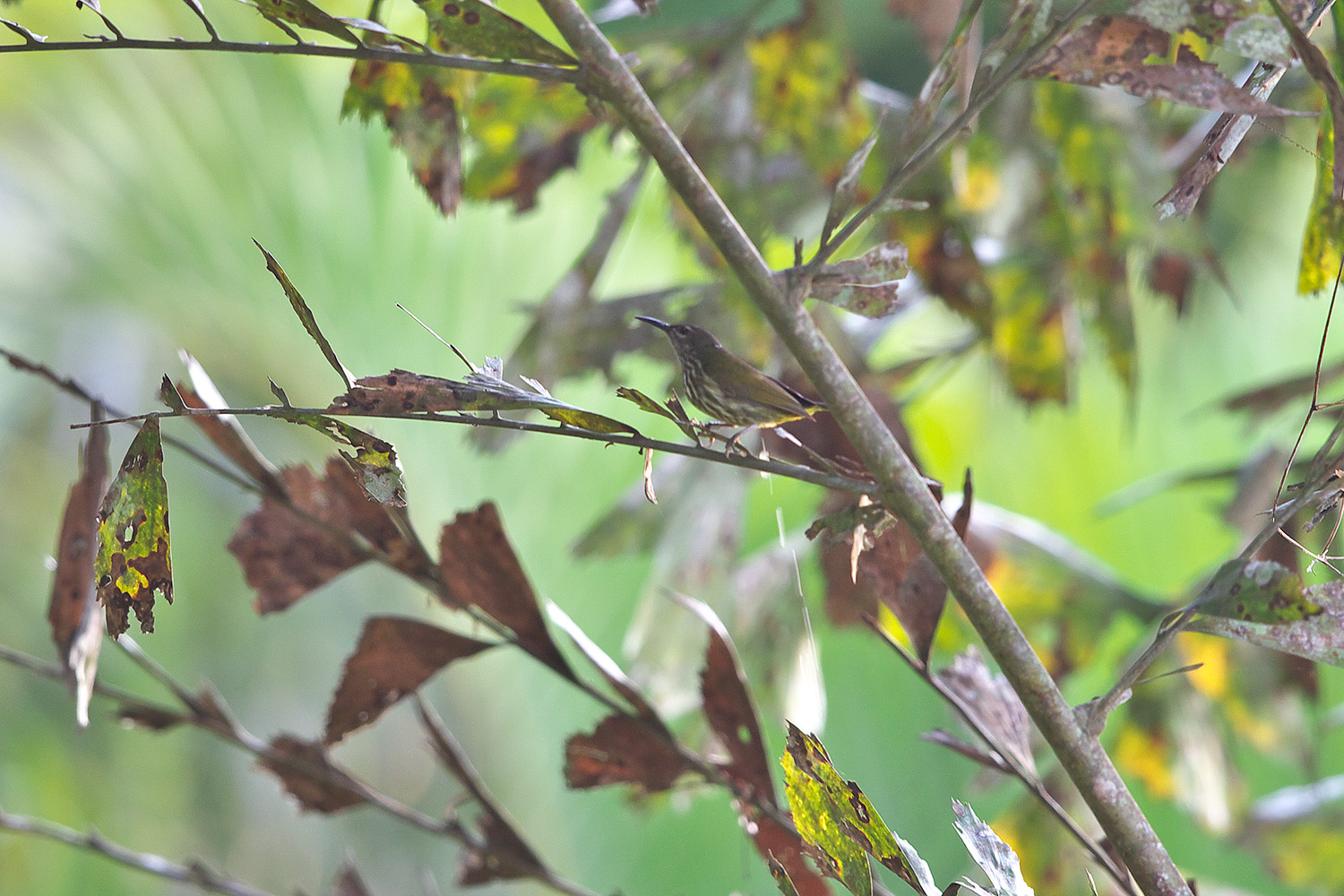 ムナフタイヨウチョウ　Purple-naped Sunbird_d0013455_2182534.jpg