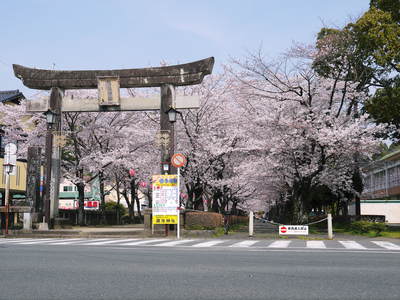 菊池神社、菊池公園の桜photoコレクション 2015_a0254656_20385435.jpg