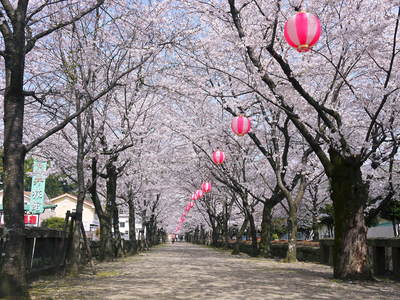菊池神社、菊池公園の桜photoコレクション 2015_a0254656_2111089.jpg