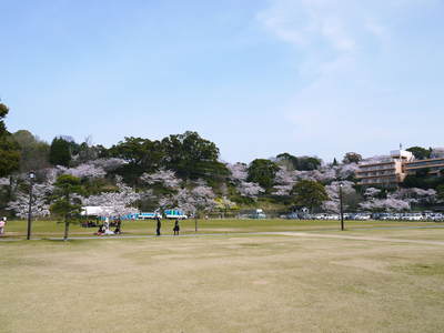 菊池神社、菊池公園の桜photoコレクション 2015_a0254656_21155692.jpg