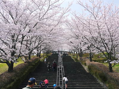 菊池神社、菊池公園の桜photoコレクション 2015_a0254656_21461054.jpg