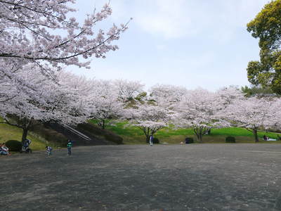 菊池神社、菊池公園の桜photoコレクション 2015_a0254656_21491293.jpg