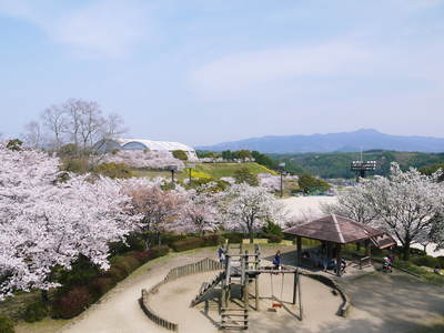 菊池神社、菊池公園の桜photoコレクション 2015_a0254656_22104527.jpg