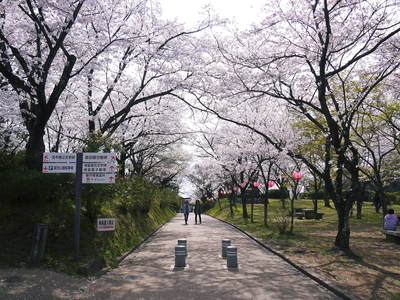 菊池神社、菊池公園の桜photoコレクション 2015_a0254656_2215680.jpg