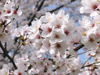 菊池神社、菊池公園の桜photoコレクション 2015_a0254656_22304088.jpg