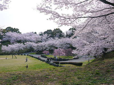菊池神社、菊池公園の桜photoコレクション 2015_a0254656_2232444.jpg