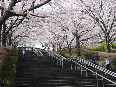 菊池神社、菊池公園の桜photoコレクション 2015_a0254656_22412870.jpg