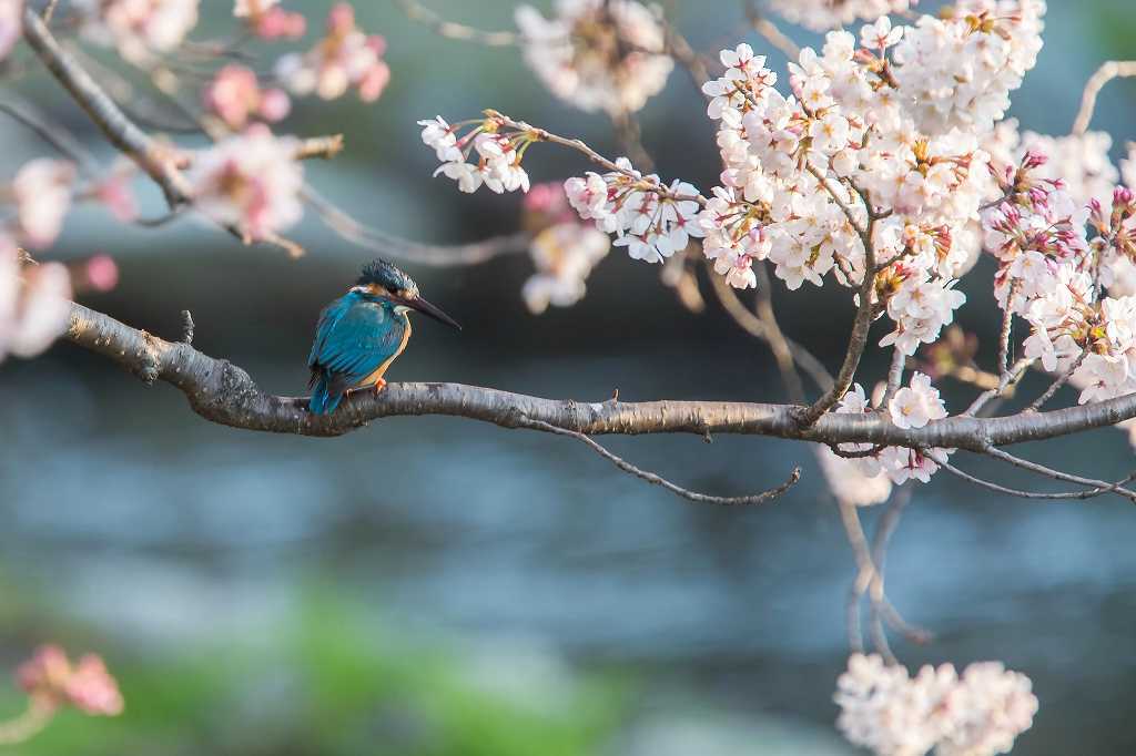 桜カワセミ_f0044056_21070271.jpg