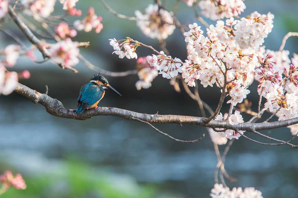 桜カワセミ_f0044056_21072247.jpg