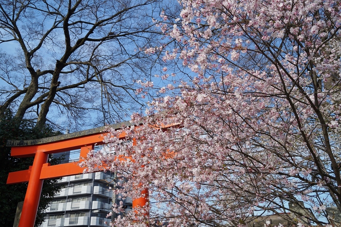 平野神社の桜_b0063958_19145616.jpg