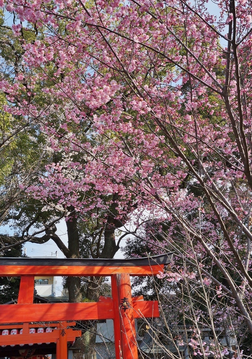 平野神社の桜_b0063958_191649100.jpg