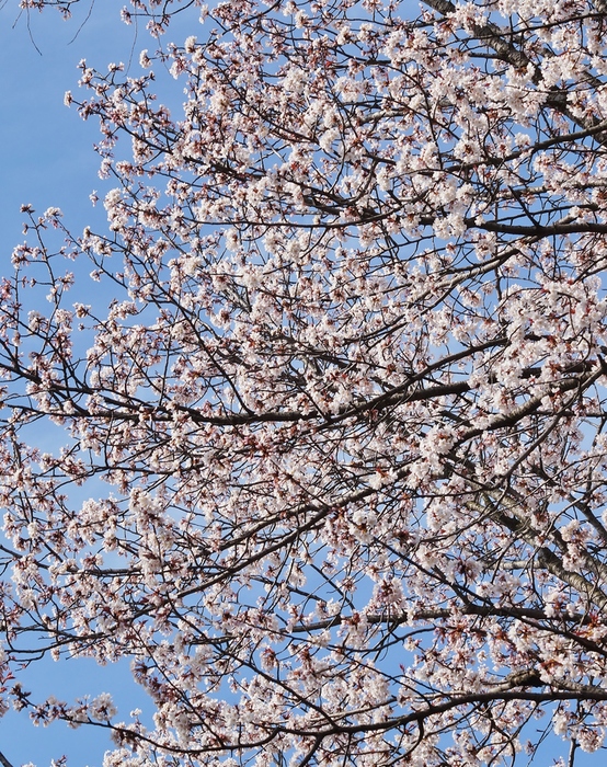 平野神社の桜_b0063958_19221594.jpg