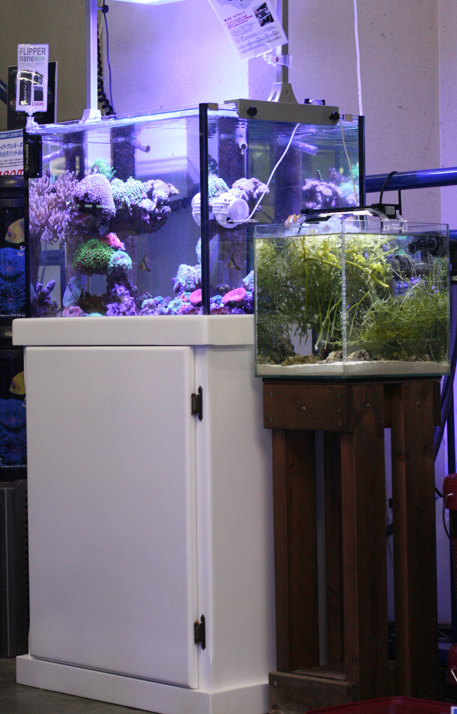 トリトン始動 インドネシアコーラル ビーボックスアクアリウム 海水魚 サンゴ情報