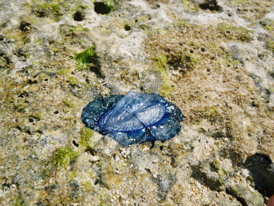 カツオノカンムリ 沖縄生活 カツオノカンムリ 沖縄生活