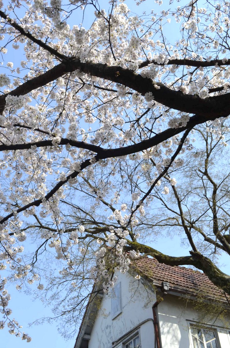 開花_d0087761_16475091.jpg