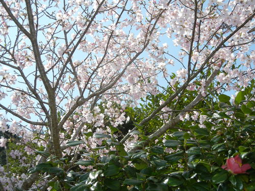 ’15,3,30(月)やっと桜が咲いたよ~!_f0060461_11422062.jpg