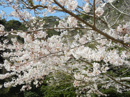 ’15,3,30(月)やっと桜が咲いたよ~!_f0060461_11432386.jpg